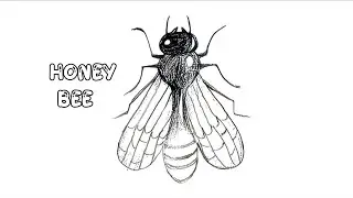 Honey bee Drawing/ How to draw Honey bee practical Drawing