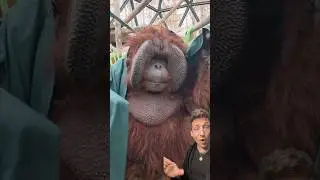 Орангутанг &mdash; ГЕНИЙ