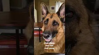 Out of Work German Shepherd #germanshepherd #funnydogvideos #cutedog #idaho #gsd #dogs #followme