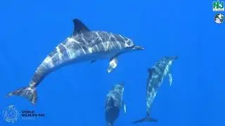 2025 World Wildlife Day