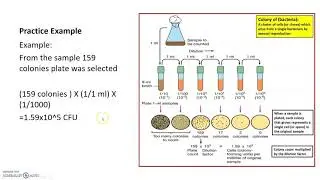 Academic Studio Science Tutorial - Microbiology Lab Tips