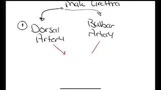 Blood supply of male urethra