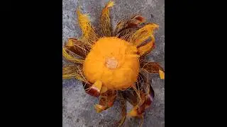 tal fruit #shortsvideo #love #whatsappstatus