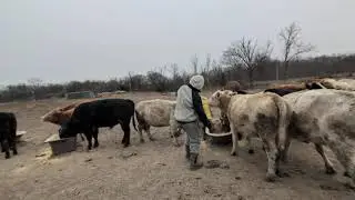 January 24, 2026 cold cow farm 