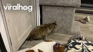 20-Year-Old Cat Is Not Stopped by ANY Door || ViralHog