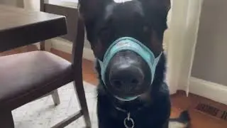 Review of Dzmodz Dog Muzzle Adjustable Drinkable Comfortable Breathable Dog Muzzle