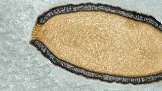The Giant Ancient Virus Buried in Siberia