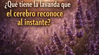 LAVANDA: La planta que calma, sana y renueva tu energ&iacute;a