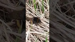 Bumblebee sunbathing. Erdhummel beim Sonnenbaden. #bumblebee #bee #hummel #insekt #wildlife #biene