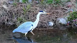 アオサギ調布地区（１）（２） 2026年1月25日 #アオサギ #野鳥 #birds #wildlife #nature #自然観察ぶらり散歩