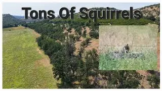 Tons of squirrels
