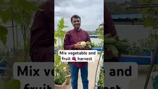 Aab me kabi nahi harvest kar paungi #gardening #harvesting #vegetables #shortvideo #farming #sorts ￼
