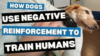 How Dogs Use Negative Reinforcement to Train Humans