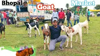 Bhopal Bakra Mandi  14 Aug 2023 ( Sunday) Bakra Mandi