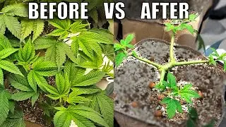 Can Plants Survive EXTREME Topping? | Wedding Cake Grow Week 12