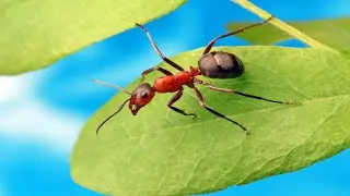 Ants --A lesson from Proverbs about the benefit of hard work.