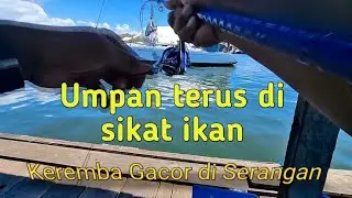 Strike terus sampe umpan habis || Mancing di keramba serangan keramba lama pak Mokoh.