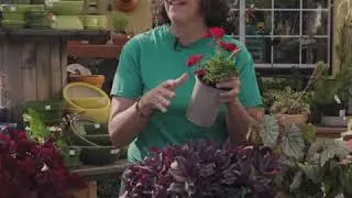 Fall Gardening | Bringing Plants Indoors for Winter