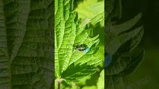 Copulating pair of Green Nettle Weevils