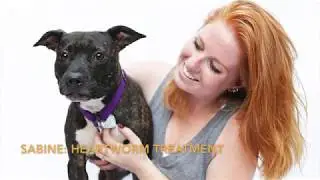 #GivingTuesday for Angel City Pit Bulls
