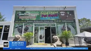 Sloth Encounters exotic pet store faces legal challenges