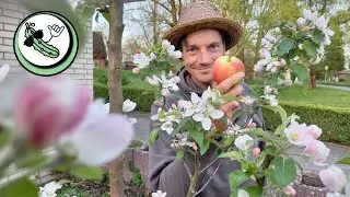 Planting an APPLE TREE - The 3 most important TIPS (avoid beginner mistakes)