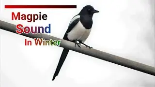 Magpie sound in the winter, Magpie call, birds chirping, bird singing, birds of Netherlands
