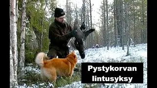 Pystykorvan lintusyksy (vuodelta 2003), Hunting with a Finnish Spitz. Videosara.