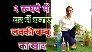 घर पर सिर्फ 2 रूपये में बनाएं लक्की बम्बू का खाद। नर्सरी वाले के हाथों लूटने से बचें . Lucky Bamboo