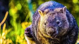 Australian Wombat 4k Wallpaper Art TV Screen Saver