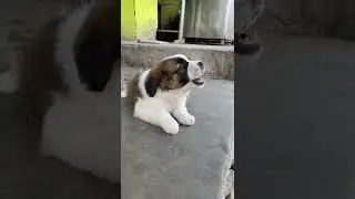 Aggressive saint bernad puppy 🐶 #saintbernad #saintbernadpuppy #2montholdsaintbernadpuppy #newsaint