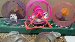 Dwarf Hamster Colony at night activity (Roborovsky)