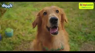 Pet food in 10 minutes! #bigbasket