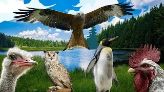 Las Aves para niños. Animales vertebrados. Aprendemos PAJARITOS para niños