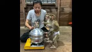 Adorable monkey ROJO take plate to mom share food to eat