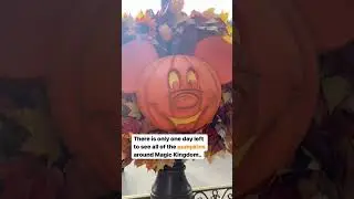 There is only one day left to see all of the pumpkins around Magic Kingdom! 🎃