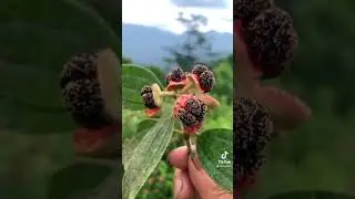 Buah senduduk