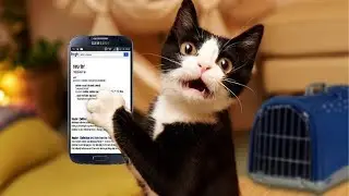 Странное поведение кошек и неожиданные выходки &mdash; самые смешные видео о кошках 2025 года 😹