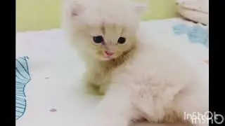 Preivious life before coming in social media 😻#vlog #cat #kitten #entertaininganimals 