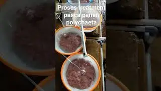 Pasca Panen Polychaeta