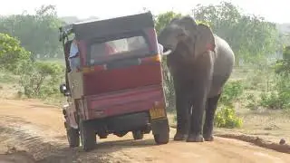 Yala Adventure