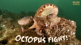 Giant Pacific Octopus Fight! | JONATHAN BIRD'S BLUE WORLD Excerpt
