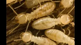 Termite Control Queen Creek AZ - 480-493-5028 | Ozone Pest Control