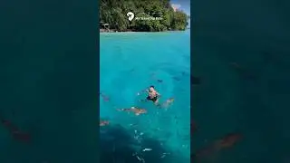 🌊 Explore the Magic of Palau 🐠 #travel #palau #explore #nature #adventure #unrealplaces   #visit