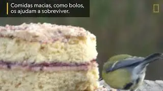 P&aacute;ssaro sem bico come bolo