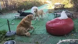S. KOREA 9 DOGS 라이브 251101