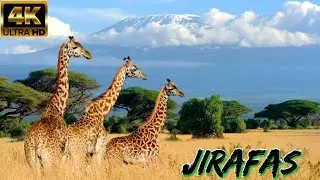 JIRAFAS En La Sabana Africana: Desaf&iacute;os, Supervivencia y Adaptaci&oacute;n En EL CORAZ&Oacute;N De &Aacute;FRICA
