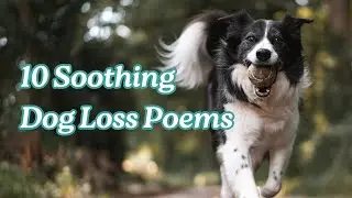 10 Soothing Dog Loss Poems for Comfort and Healing