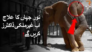 Elephant Noor Jehan's Illness Sparks International Attention | Four Paws Comes to Karachi Zoo|Raftar