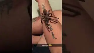 My eight legged dog